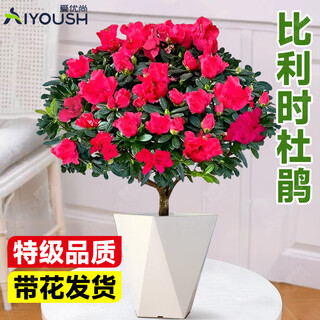 Aiyoushang azalea potted flower plant indoor four seasons balcony flowering flowers with buds green plants good for hair straight from the source