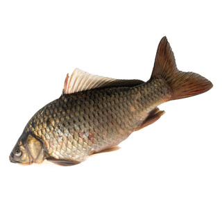 Diao shui fish fresh golden crucian carp 300g/piece