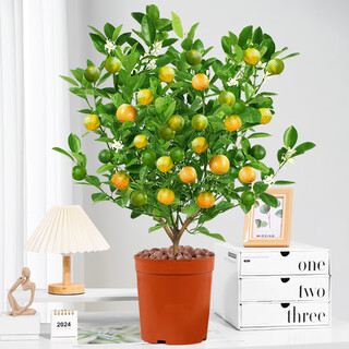 Rose village four seasons kumquat potted saplings indoor living room fortune plants kumquat 40-50cm + simple pot straight from the source