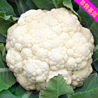 Xingduo agricultural technology service fee will give you old variety loose cauliflower seeds, white cauliflower seeds, non-condensed cauliflower seeds, 2 grams, about 500 seeds (packed with germination)