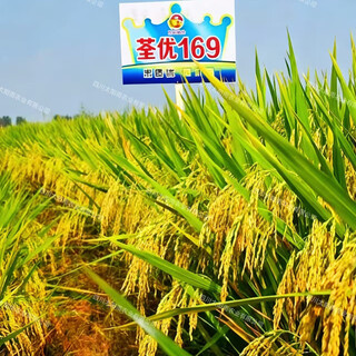 Quanyou 169 низкостебельный, крупноколосный, плотный, устойчивый к удобрениям, устойчивый к полеганию и болезням, сверхвысокоурожайный, национальный стандарт, высококачественные семена риса первого сорта, 500 г