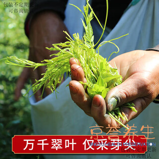 Yanhai berry tea zhangjiajie authentic special grade wild maoyan mold tea yongshun tengya berry tea longxu berry tea 200g (100g* 2 cans)