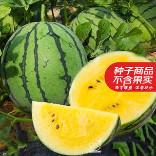 Farmer's son extra sweet xiaofeng yellow heart watermelon seeds gift crisp sweet yellow soil orchid hanger yellow flesh watermelon seeds yellow flesh xiaofeng watermelon seeds 10 capsules 3 packs