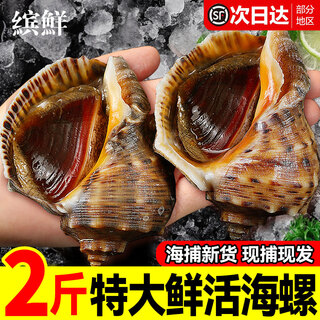Colorful conch fresh extra large deep sea conch conch meat fresh seafood conch slices sf fresh medium 1000g net (8-10 pieces/jin jin is equal to 0.5 kg)