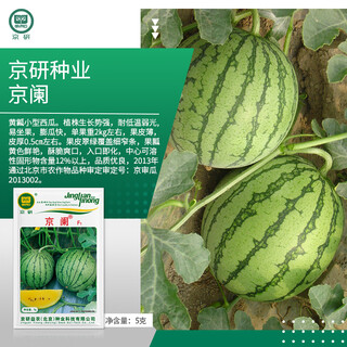Jingyan watermelon seeds super sweet small watermelon jingxin 8424 rock sugar unicorn melon academy of agricultural sciences watermelon seedlings lazy melon seeds jinglan yellow flesh watermelon 5g