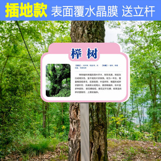 School park ground tree brand plant greening information sign tree introduction sign fruit tree sign cds-01 20x30cm