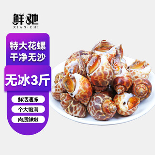 Xianchi flower snails fresh fresh frozen conch extra large dongfeng snail extra large deep sea shellfish seafood wholesale extra large no sand net weight 1500g