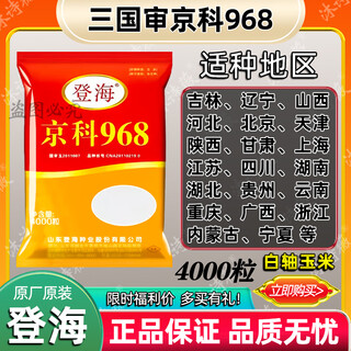 Suiyiman jingke 968 ertragreiche maissamen, kurze stiele und große stäbchen, dürreresistent und hochtemperaturbeständig, lila-goldene version, weiße schaft-maissamen, lila-goldene version, original 4000 körner