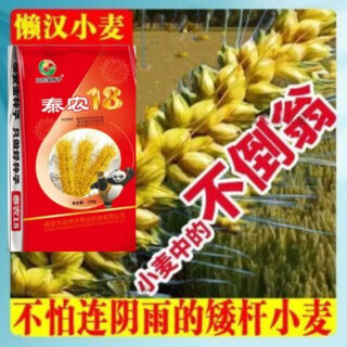 Семена пшеницы государственного одобрения устойчивы к болезням, полеганию, морозоустойчивы, водосберегающие, засухоустойчивы, солещелочеустойчивы, желтеют, хорошие Тайнун 18, оригинальная золотая пшеница Тайнун 18, 30Цзинь Цзинь в весе 0,5кг, уже в продаже.
