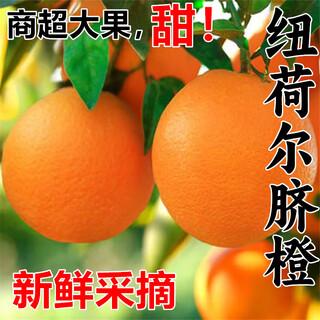 Zhuhaha authentic pure sweet newhall navel oranges fresh fruit oranges 5/9jin jin equals 0.5kg seasonal large fruit juice 4.5jin jin equals 0.5kg large fruit (80mm+)