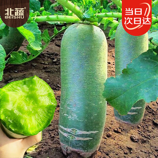 Beishu rock sugar crispy fruit radish seed seedlings raw radish winter vegetable seeds rock sugar crispy radish seeds 1000 capsules