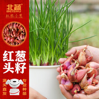 Beishu red onion seed seedlings four seasons home potted vegetable seedlings red onions 1.5 jin jin equals 0.5 kg straight from the source