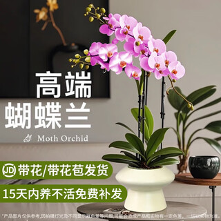 Jingdong flowers phalaenopsis potted plants with flowers and buds green plants flowers living room office decorative ornaments send straight hair to elders