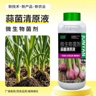 Allium chloride fertilizer microbial inoculant for garlic withered dry tips and yellow leaves 500g*2 bottles