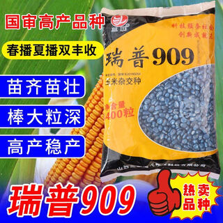 Семена кукурузы rip 909, одобрены на национальном уровне. rip с коротким стеблем, большие палочки, устойчивы к болезням, ржавчине, не падают, несколько оригинальных видов, новые семена можно купить без потерь, 4400 зерен/пакет, 2 мешка.
