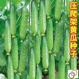 Spring and autumn strong female sweet cucumber seeds, high yield, four-season fruit cucumbers, high temperature resistant to 45 degrees cucumber seeds, complete list of northern cucumber seeds, about 48 seeds per pack, sweet and crisp fruit cucumbers (crisp, sweet and refreshing)