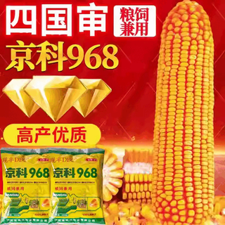 Wangyuanxing high-yielding feed corn seeds, high-yielding zhengdan 958 zhengdan hybrid seeds, extra large southern authentic improved varieties, jingke 968 corn 4000 grains (for both grain and feed)
