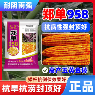 Zhuanghan academy of agricultural sciences corn seeds with short stems, lodging resistance, drought resistance and high yield double stems upgraded disease-resistant golden grain bract grain seeds academy of agricultural sciences golden grain 1515g, resistance to lodging and stable yield