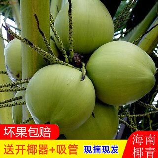 Fat dong lai's same style fresh coconut hainan with skin coconut green large coconut pregnant women 6 pack fresh coconut fruit whole box 6 pcs