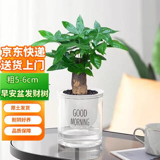 Shuangmeng small fortune tree desktop green plant potted plant in the office to attract wealth and raise flowers thick 5cm good morning pot straight from the source
