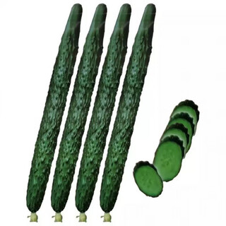 Strong female jinyan no. 4 cucumber seeds have green flesh, green heart, dense tattoos, yellow seeds, farm cucumber seeds, new seeds this year, 2 packs, about 100 seeds