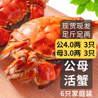 Live crabs, dried hairy crabs in stock, male crabs 4.0, two female crabs, 3.0 taels, 6 pieces, 3 pairs, fresh crabs, aquatic seafood gift boxes, sent directly from the source