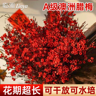 Linya australian wintersweet flowers hydroponic real flowers new year's eve flowers indoor new year fresh cut flowers festive red 20 stems straight from the source