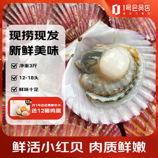 Swedish dolphin, fresh, fresh red scallops, net weight 3 jin jin equals 0.5 kg, 12-18 pcs/jin jin equals 0.5 kg, kept fresh but not kept alive, straight from the source