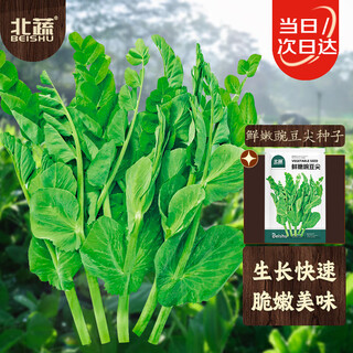 Beishu pea tip seeds, sprouts, sprouts, vegetable seeds for winter and spring seasons, beishu fresh pea tip seeds 200g