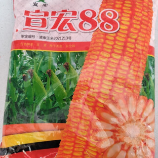 Xuanhong 88 corn seed big cob - tooth depth 2kg per bag original xuanhong 88 corn seed 4jin jin equal to 0.5kg pack/bag