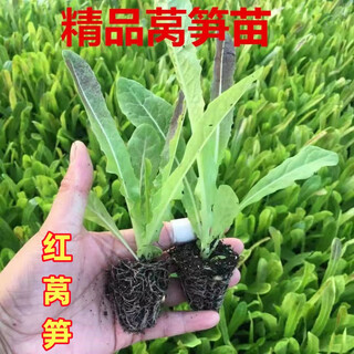 儿菜秧苗四川儿菜苗娃娃菜抱子芥菜早熟高产秋冬四季蔬菜盆栽庭院 红皮莴苣苗10棵