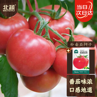 Beishu tomato seeds, old varieties, sand-flesh tomatoes, potted vegetable gardens, vegetable seeds, pink fruit tomato seeds, 50 capsules