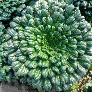 Cold-resistant wuta vegetable seedlings, black wuta vegetable seedlings, potted courtyard garden fields, easy to grow four-season vegetable seedlings, black wuta vegetable seedlings (10 plants)