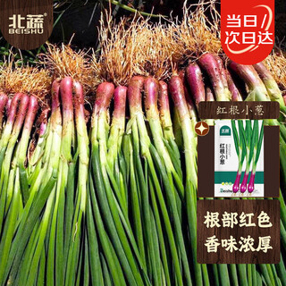 Beishu red root shallot seeds seedlings red onion green onion four seasons vegetable seeds red root shallot seeds 1200 capsules