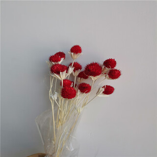 Kaooseen octagonal thousand sun red yunnan grass sticky dried flowers home decoration photography props art bundle farmage red