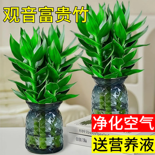 Seaside guanyin bamboo lucky bamboo hydroponic green plant indoor transfer living room wangzhai flower office purifying air 3 guanyin bamboo + nutrient solution (pot not included)