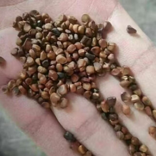 Gastrodia seeds 0th generation gastrodia 1st generation gastrodia seedlings gastrodia seeds for four seasons planting in the ground potted plants gastrodia granular seeds 100 grains + rooting fertilizer