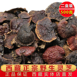 纯野生灵芝西藏正品干货林芝赤芝金边非孢子粉片礼盒装整枝送礼 西藏林下野生灵芝250克