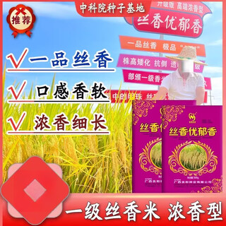 Qiuying riz parfumé de première qualité hybride de graines de riz parfumées à saveur de soie riz parfumé anti-verse original à grains longs riz parfumé à saveur de soie sélectionné (1jin jin est égal à 0,5 kg) plants de soie à grains longs