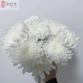 Garden new qingming festival yellow and white chrysanthemum bouquet for mourning, sweeping tombs, worshiping ancestors, worshiping mountains and praying to gods, guangzhou base express delivery nationwide, 10 white chrysanthemums, vase not included