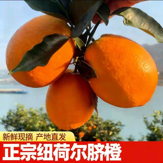 星派果（XINGPAIGUO）正宗纽荷尔脐橙新鲜水果橙子 特级果当季水果现摘现发-橙子 单果 70-80mm  2斤带箱【净重1.7斤】