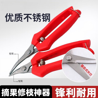 German quality stainless steel large tilted head fruit picking scissors for tomatoes, navel oranges, picking scissors for oranges and grapes 1 pair with serrated teeth for sharper short tilted heads