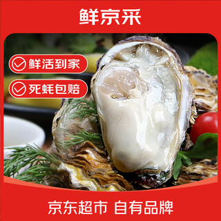 Fresh jingcai fresh oysters 3xl net weight 7jin jin is equal to 0.5kg 19-26 pieces fresh seafood and shellfish shipped directly from the source