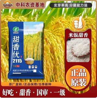 Hybrid national-approved rice seed genuine tianxiangyou 2115 high-yield and high-quality first-grade fragrant rice tianxiang long-grain fragrant rice seed tianxiang 2115 2 bags