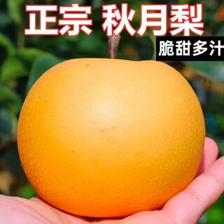 Authentic shandong qiuyue pear fresh pears seasonally picked laiyang rock sugar pear snow pear honey pear fruit qiuyue pear single fruit 200g 3jin jin is equal to 0.5 kg