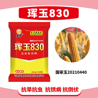 Jiatu huiyu 830 high-yielding big-cob corn seeds with high insect resistance, drought resistance, waterlogging resistance and lodging resistance 4200 grains/bag 1 bag