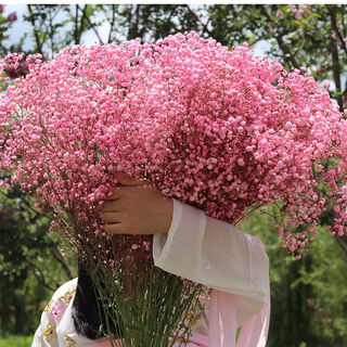 Vinoa yunnan gypsophila dried flowers large bouquet forget-me-not home furnishings fresh decorative flowers real flowers ins dried flowers large bouquet pink gypsophila half jin jin is equal to 0.5kg half dry and free delivery of flowers