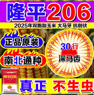 Longping 206 corn seeds, high-yield corn, large cobs, short stems, large long grains, non-gmo purple stems, live stalks, disease resistance, longping 206 4400 grains