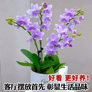 Liu ge orchid, phalaenopsis, potted plant with buds, purple star, cold-resistant flowers and green plants, indoor high-end orchid seedlings that are easy to maintain and live in all seasons. best-selling flowers, purple star phalaenopsis, original pots and soil.