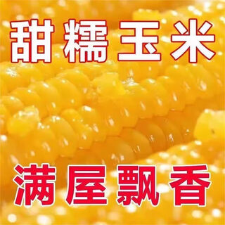 Sticky yellow corn seeds, sweet, sticky, soft and waxy yellow corn seeds, high-yielding field seeds for sowing in all seasons, sweet yellow waxy corn seeds, 6 packs of 300 grains, selected grains